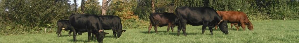 Koetje en co
