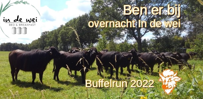 Buffelrun 2023