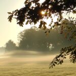 Nevelsluier over de wei