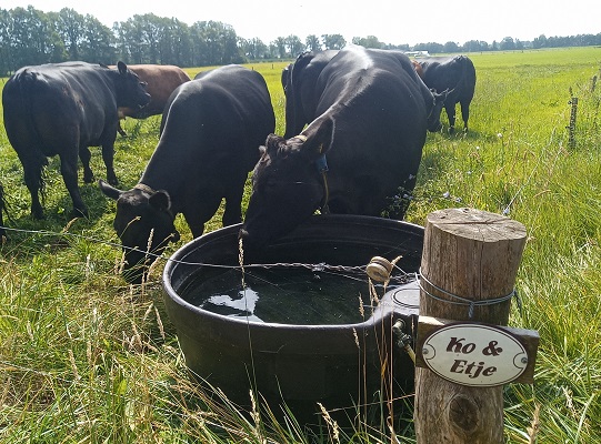 Vleesvee bij drinkbak B&B In de wei