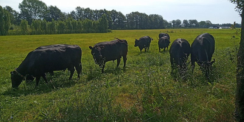 Black Angus Vleeschvee bij B&B In de wei