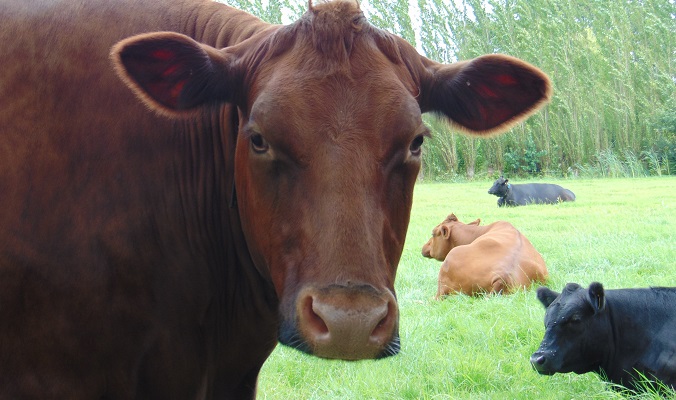 Red Angus koe in de wei bij B&B In de wei