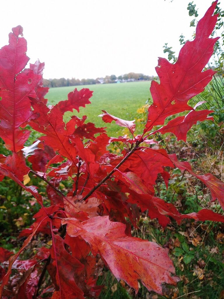 Herfst 2025 B&B In de wei