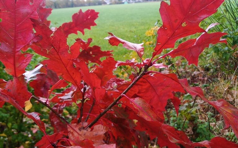 Herfst 2025 B&B In de wei