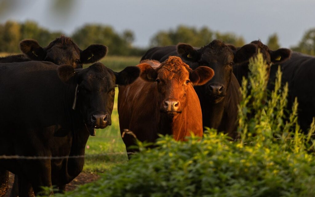 Angus weidevee bij zonsondergang B&B In de wei