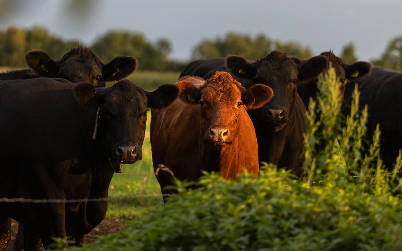 Angus weidevee bij zonsondergang B&B In de wei